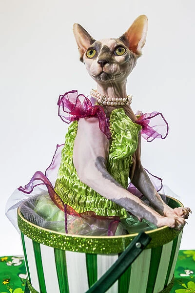 A hairless sphinx cat wearing pearls poses for a portrait (PR)