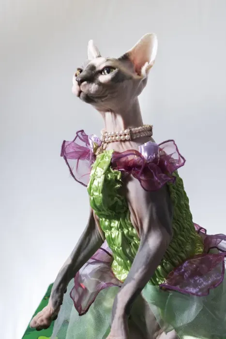 Framed Print : A hairless sphinx cat wearing pearls poses for a portrait (PR)