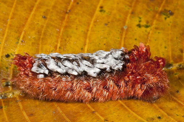 Hairy Caterpillar exhibiting warning colors due to the fact that it has severe erticating