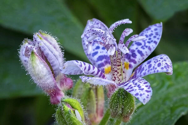 Hairy toad lily