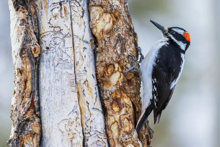 Framed Print : Hairy woodpecker Framed Print : Hairy woodpecker
