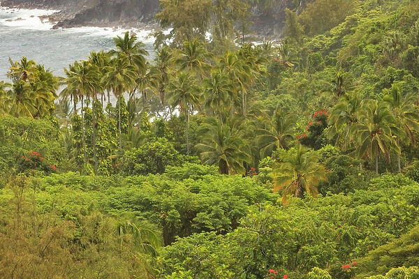 Hakalau area, Hamakua Coast, Big Island, Hawaii