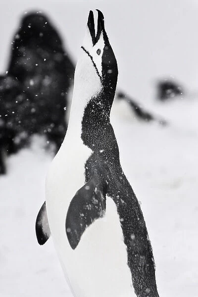 Half Moon Island, Antarctica. Chinstrap Penguin Calls Out