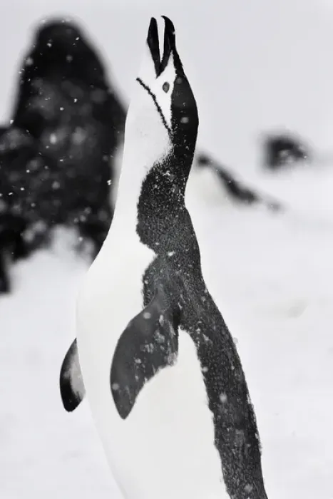 Framed Print : Half Moon Island, Antarctica. Chinstrap Penguin Calls Out Framed Print : Half Moon Island, Antarctica. Chinstrap Penguin Calls Out