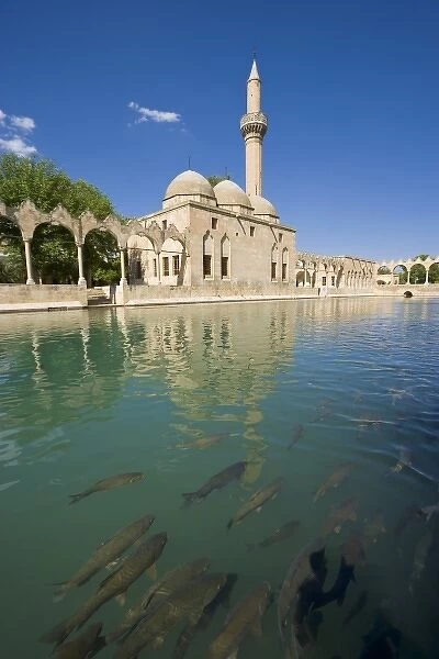 Halil-ur Rahman (Friend of God) Mosque and the Pool of Abraham (Ibrahim) with the holy carp inside