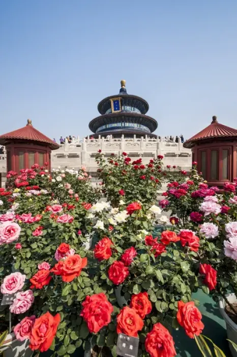Framed Print : Hall of Prayer for Good Harvests in the Temple of Heaven (Altar of Heaven) Beijing Framed Print : Hall of Prayer for Good Harvests in the Temple of Heaven (Altar of Heaven) Beijing