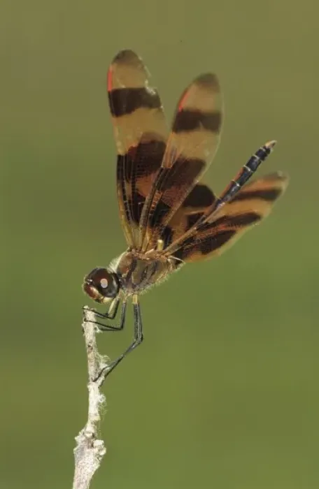 Framed Print : Halloween Pennant, Celithemis eponina, male, The Inn at Chachalaca Bend, Cameron County Framed Print : Halloween Pennant, Celithemis eponina, male, The Inn at Chachalaca Bend, Cameron County