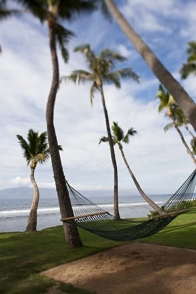Hammock under tropical Hawaiian palm trees - Maui, Hawaii