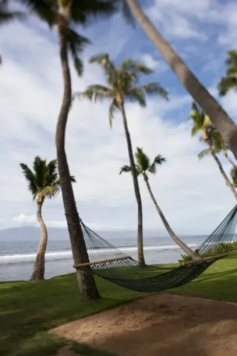 Framed Print : Hammock under tropical Hawaiian palm trees - Maui, Hawaii Framed Print : Hammock under tropical Hawaiian palm trees - Maui, Hawaii