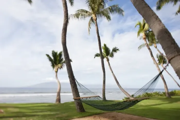 Framed Print : Hammock under tropical Hawaiian palm trees - Maui, Hawaii Framed Print : Hammock under tropical Hawaiian palm trees - Maui, Hawaii