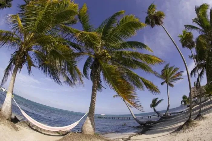 Framed Print : hammock, Turneffe Caye, Belize (RF) Framed Print : hammock, Turneffe Caye, Belize (RF)