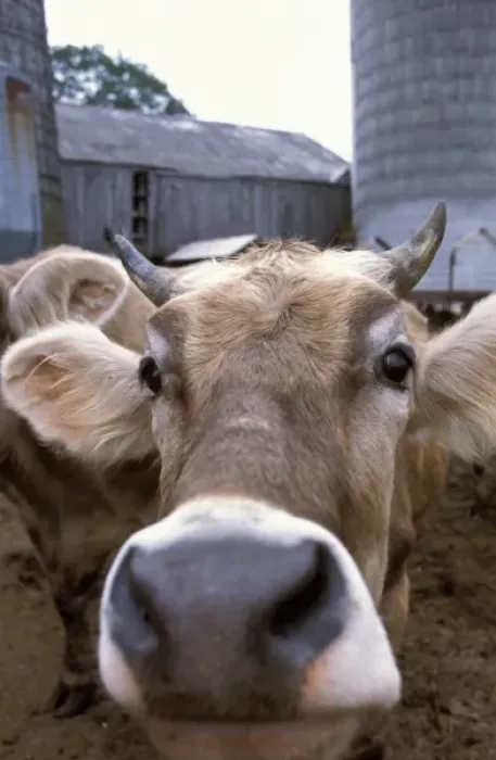 Framed Print : Hampton, NH. A Jersey cow at the Hurd Farm in Hampton, NH. Dairy Farm