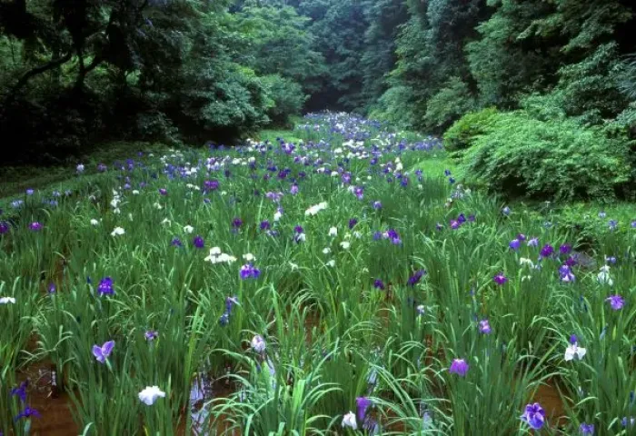 Framed Print : Hana Shobu (Japanese Water Iris), Meiji Shrine, Tokyo, Japan Framed Print : Hana Shobu (Japanese Water Iris), Meiji Shrine, Tokyo, Japan