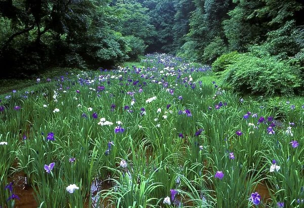 Hana Shobu (Japanese Water Iris), Meiji Shrine, Tokyo, Japan