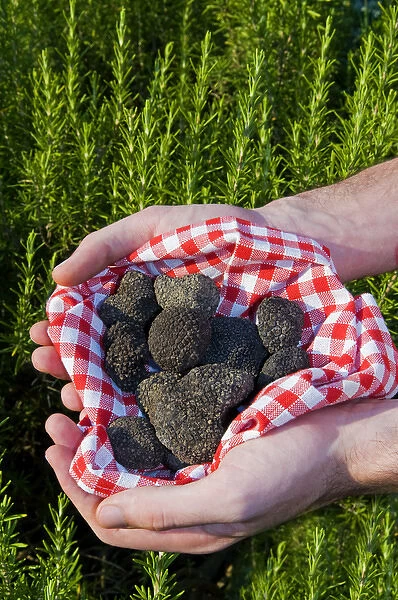 Hands holding a Summer black truffles (Tuber aestivum), and rosemary behind, M. R