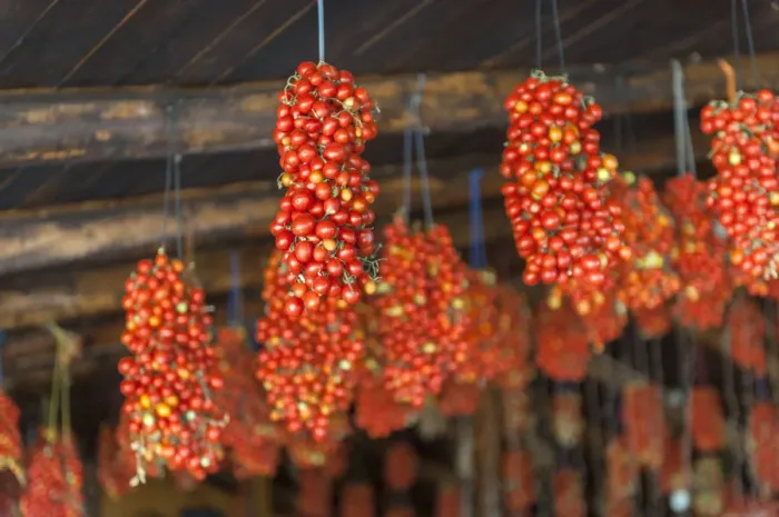 Framed Print : Hanging grape tomatoes, Tenuta Tannoja, Andria, Italy, Europe