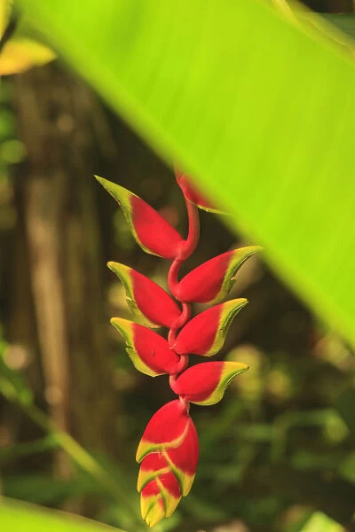 Hanging Heliconia. Hawaiian Tropical Botanical Gardens, near Hilo, Big Island, Hawaii