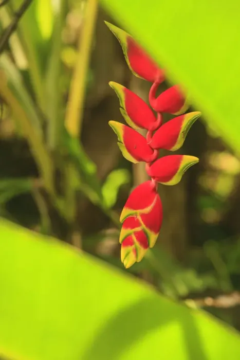 Framed Print : Hanging Heliconia. Hawaiian Tropical Botanical Gardens, near Hilo, Big Island, Hawaii