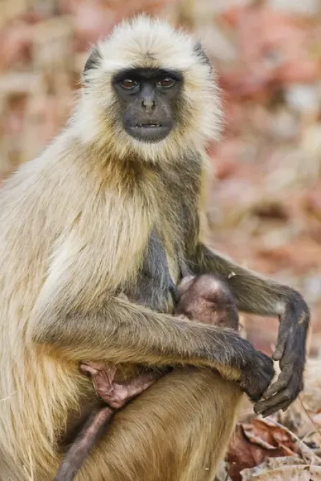Framed Print : Hanuman Langoor and young one, Tadoba Andheri Tiger Reserve (TATR), Maharashtra