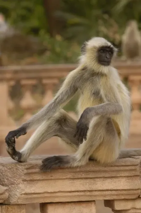 Framed Print : Hanuman Langur or Black-faced, Common or Grey Langur (Presbytis entellus) in Mandore Framed Print : Hanuman Langur or Black-faced, Common or Grey Langur (Presbytis entellus) in Mandore