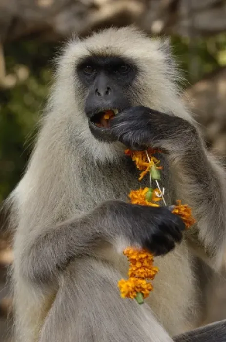 Framed Print : Hanuman Langur or Black-faced, Common or Grey Langur (Presbytis entellus) Ranthambhore Framed Print : Hanuman Langur or Black-faced, Common or Grey Langur (Presbytis entellus) Ranthambhore