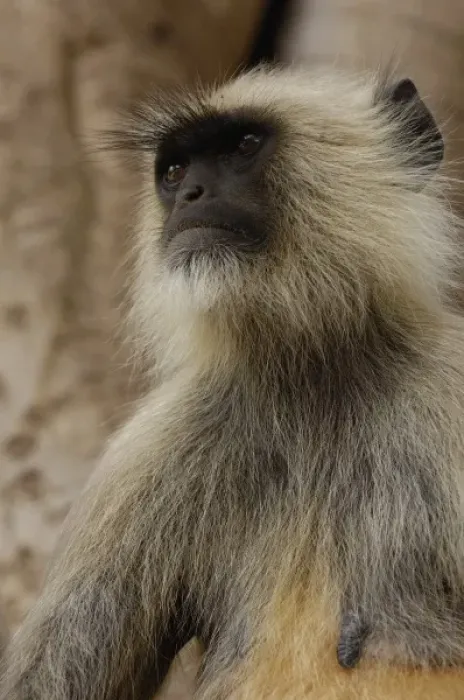 Framed Print : Hanuman Langur or Black-faced, Common or Grey Langur (Presbytis entellus) Ranthambhore