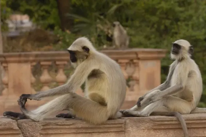 Framed Print : Hanuman Langurs or Black-faced, Common or Grey Langur (Presbytis entellus) in Mandore Framed Print : Hanuman Langurs or Black-faced, Common or Grey Langur (Presbytis entellus) in Mandore