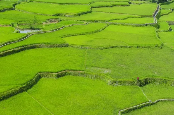 Framed Print : Hapao rice terraces part of the world heritage sight Banaue, Luzon, Philippines Framed Print : Hapao rice terraces part of the world heritage sight Banaue, Luzon, Philippines