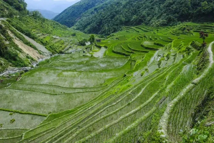 Framed Print : Hapao rice terraces part of the world heritage sight Banaue, Luzon, Philippines Framed Print : Hapao rice terraces part of the world heritage sight Banaue, Luzon, Philippines