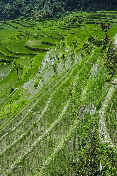 Hapao rice terraces part of the world heritage sight Banaue, Luzon, Philippines