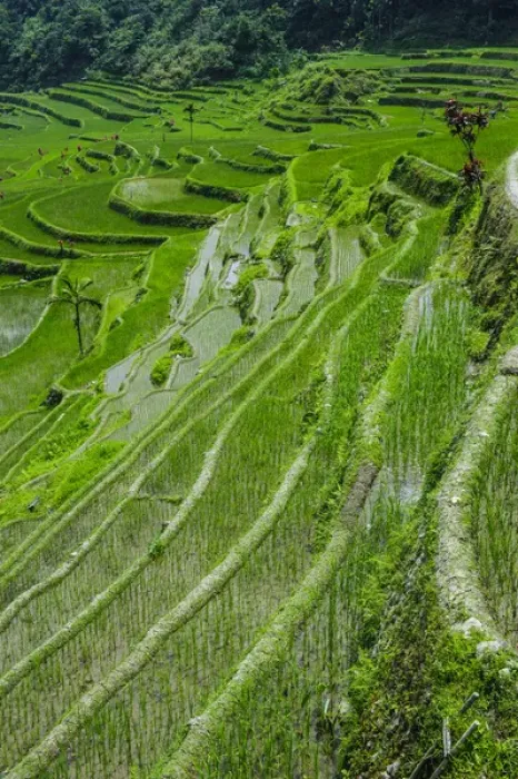Framed Print : Hapao rice terraces part of the world heritage sight Banaue, Luzon, Philippines Framed Print : Hapao rice terraces part of the world heritage sight Banaue, Luzon, Philippines