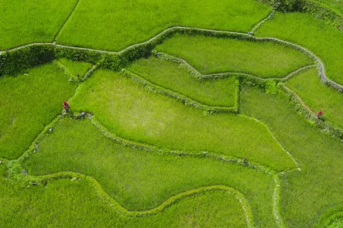 Framed Print : Hapao rice terraces part of the world heritage sight Banaue, Luzon, Philippines Framed Print : Hapao rice terraces part of the world heritage sight Banaue, Luzon, Philippines