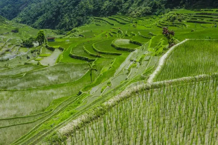 Framed Print : Hapao rice terraces part of the world heritage sight Banaue, Luzon, Philippines