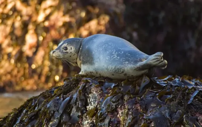 Framed Print : Harbor Seal on Bandon Beach