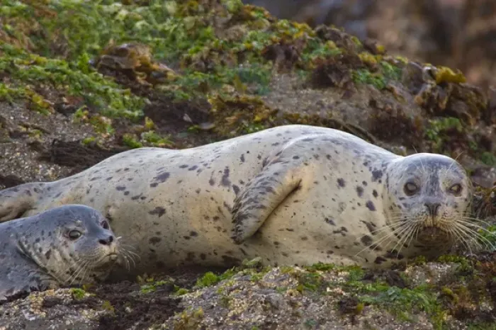 Framed Print : Harbor Seal on Bandon Beach