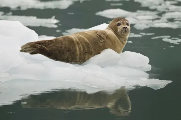Framed Print : A harbor seal hauls out on an iceberg near the face of the Chenega Glacier to thermoregulate