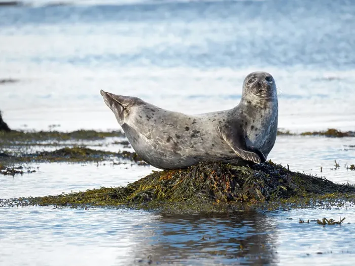 Framed Print : Harbor Seal near Djupavik in Iceland. The Westfjords (Vestfirdir) in the region Strandir. Europe, Iceland Framed Print : Harbor Seal near Djupavik in Iceland. The Westfjords (Vestfirdir) in the region Strandir. Europe, Iceland