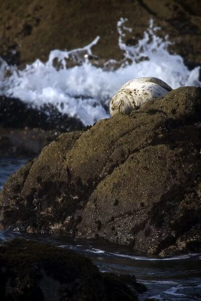 A harbor seal rests on the rocks in the early morning sun at Salt Point, California