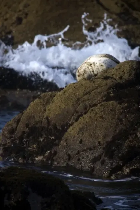 Framed Print : A harbor seal rests on the rocks in the early morning sun at Salt Point, California
