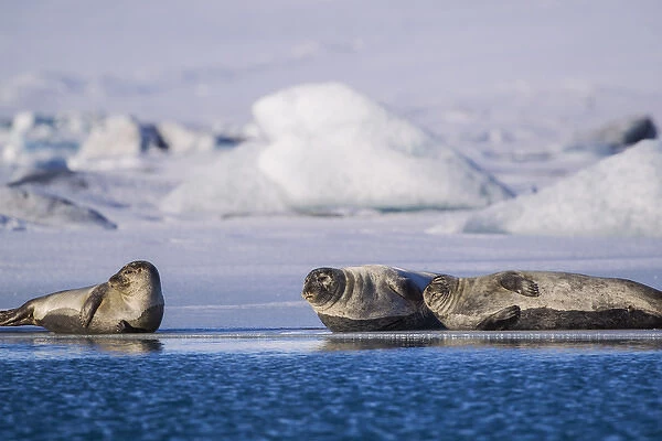 Harbor seals on ice flow at Jokulsarlon Lagoon in Iceland