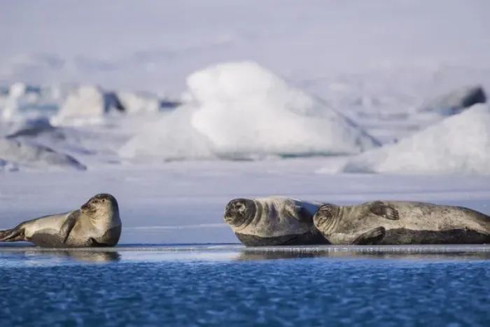 Framed Print : Harbor seals on ice flow at Jokulsarlon Lagoon in Iceland