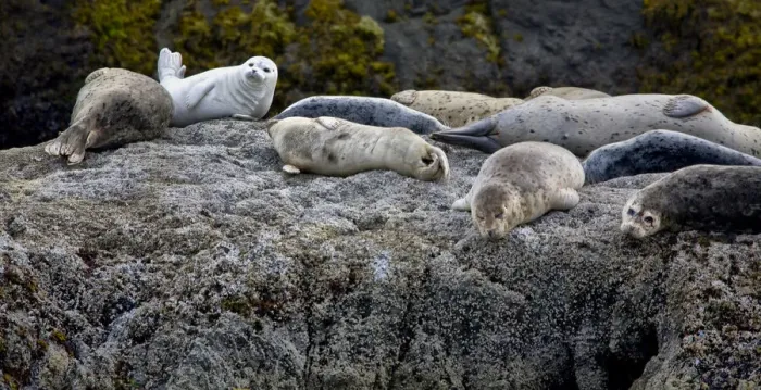 Framed Print : Harbor Seals Napping on the Rocks, beach at Bandon, Oregon Credit as Framed Print : Harbor Seals Napping on the Rocks, beach at Bandon, Oregon Credit as