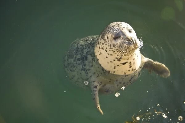 Harbor Seals (Phoca vitulina) at Oak Bay Marina, Victoria, British Columbia, Canada (RF)