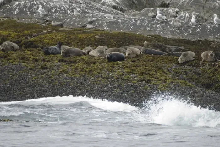 Framed Print : Harbor Seals (Phoca vitulina), Queen Charlotte Strait, British Columbia, Canada