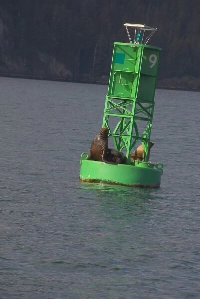 Harbor seals sunning themselves on a green buoy on Prince William Sound Alaska