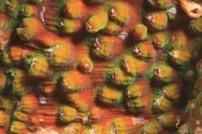 Framed Print : hard coral detail, Scuba Diving at Tukang Besi / Wakatobi Archipelago Marine Preserve Framed Print : hard coral detail, Scuba Diving at Tukang Besi / Wakatobi Archipelago Marine Preserve