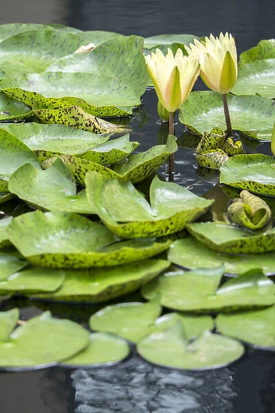 Hardy Waterlily, USA