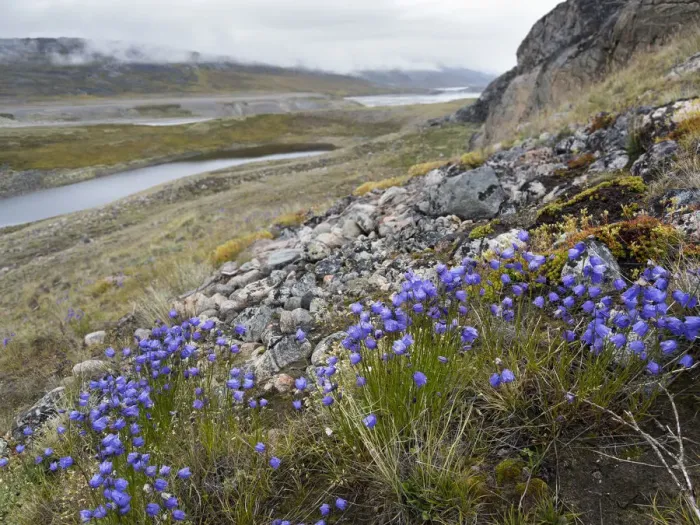 Framed Print : Harebell or Bluebell, background is tundra with braided river and delta near Eqip Framed Print : Harebell or Bluebell, background is tundra with braided river and delta near Eqip