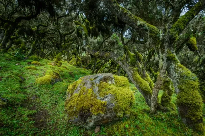 Framed Print : The Harenna forest. Bale Mountains National Park. Ethiopia Framed Print : The Harenna forest. Bale Mountains National Park. Ethiopia