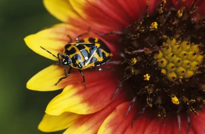 Framed Print : Harlequin Bug, Murgantia histrionica, adult on Indian Blanket (Gaillardia pulchella) Framed Print : Harlequin Bug, Murgantia histrionica, adult on Indian Blanket (Gaillardia pulchella)